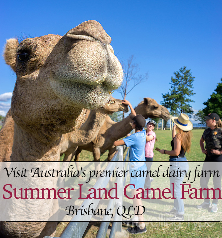 Summer Land Camel Farm